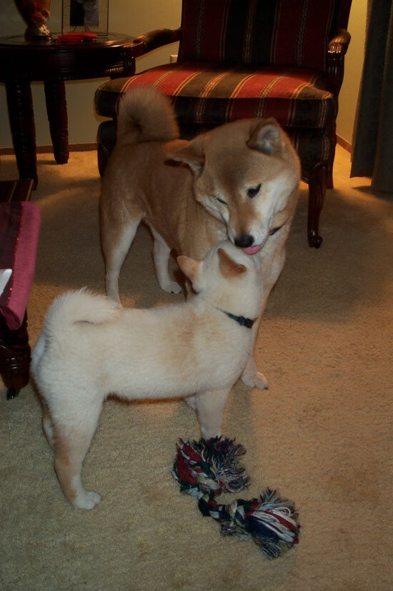 女排世界联赛朱婷荣获MVP，世界女排联赛朱婷缺席