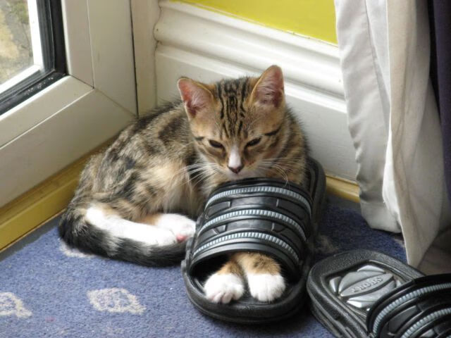 中国香港队未来五年目标：如何在世界乒乓舞台崭露头角，乒乓球香港队现役