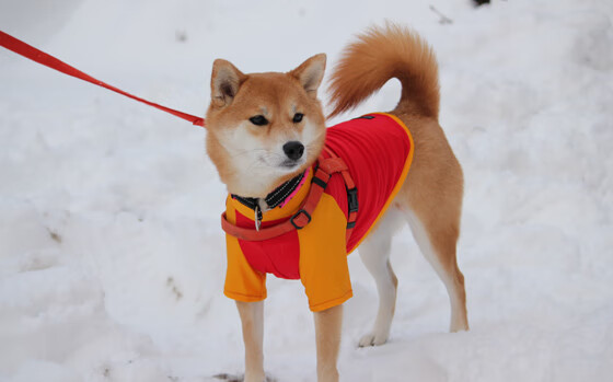 国际乒联混合团体世界杯赛制分析:德国队如何布局夺冠,国际乒联世界巡回赛德国公开赛