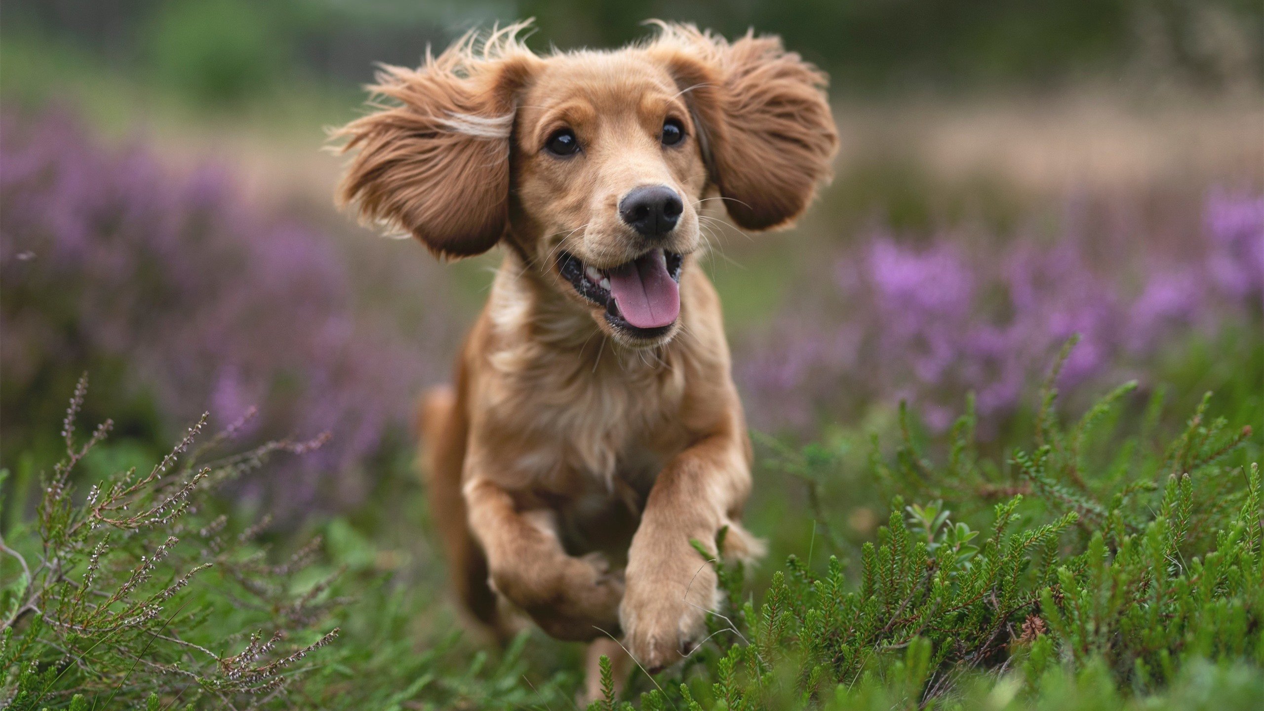 德甲快节奏：攻防轮换中的绝佳配合，德甲冲刺速度最快球员