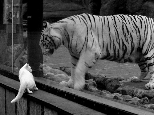 美洲杯明星闪耀：精彩突破，震撼全场！，美洲杯明星球员